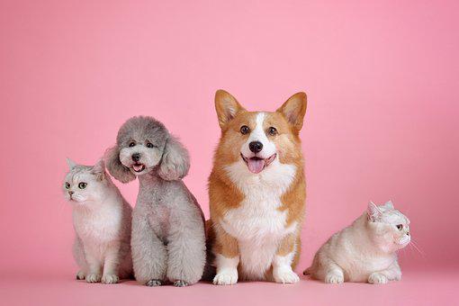 Niedliche Hunde und Katzen sitzen artig vor einer rosapastellfarbenen Wand, strahlen Ruhe und Zufriedenheit aus.